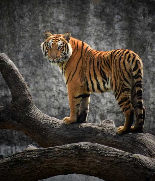 golden-triangle-tour-with-ranthambore